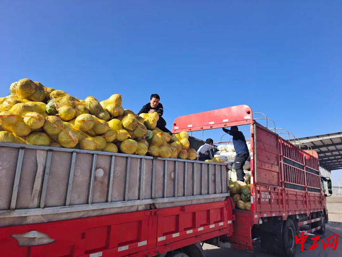 10月31日开始，满载“爱心蔬菜”的车辆从鄂前旗城川镇麻黄套村出发，陆续运往鄂尔多斯市各旗区助力疫情防控工作。 鄂尔多斯市总工会供图